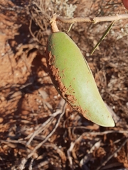 Leichhardtia australis