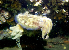 Sepia plangon