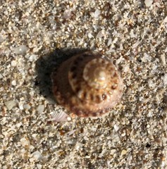 Bellastraea squamifera