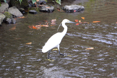 Egretta garzetta