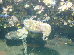 Sepia plangon