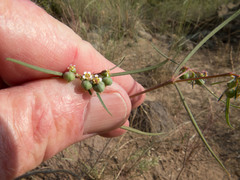 Euphorbia florida