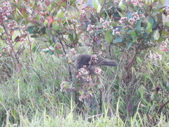 Turdus poliocephalus