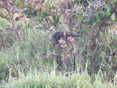 Turdus poliocephalus