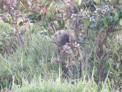 Turdus poliocephalus