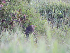 Turdus poliocephalus