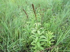 Veronicastrum sibiricum