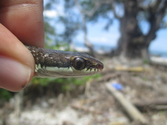 Dendrelaphis modestus