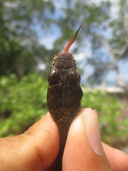 Dendrelaphis modestus