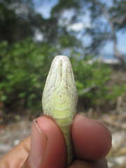 Dendrelaphis modestus