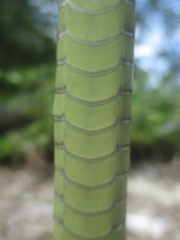 Dendrelaphis modestus