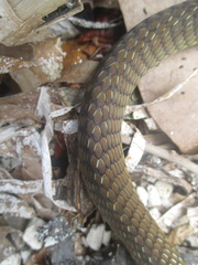 Dendrelaphis modestus