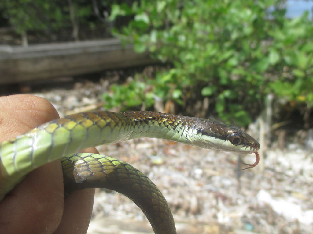 Gray Bronzeback
