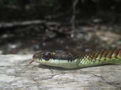Dendrelaphis modestus