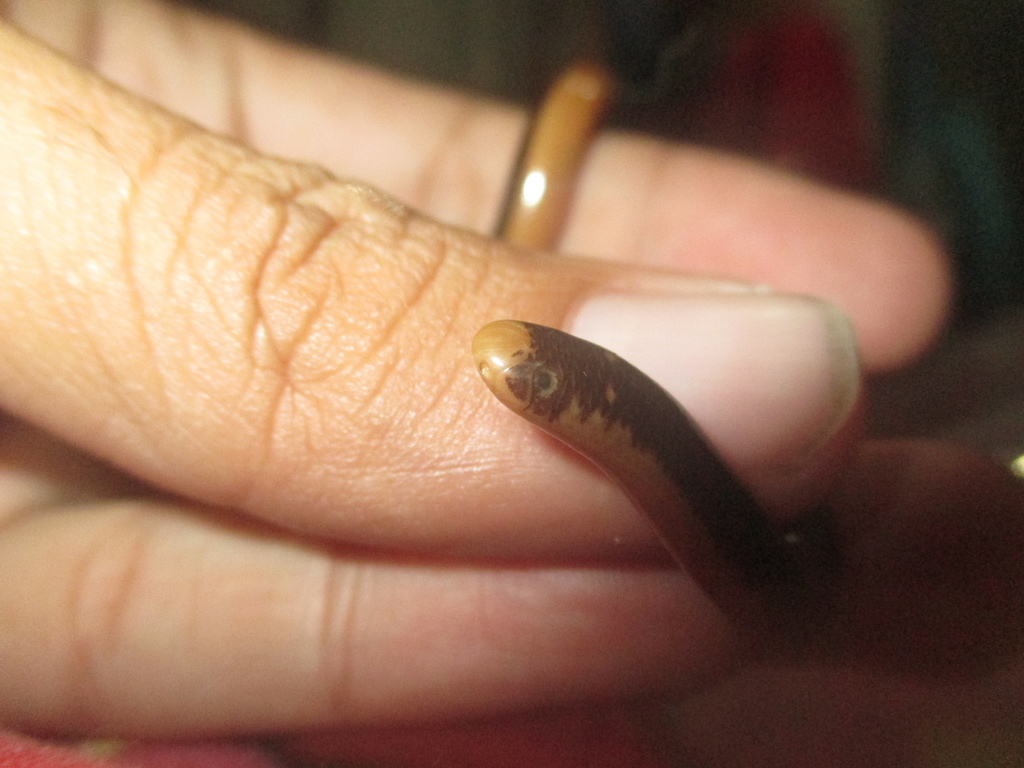 Yellowbellied blindsnake