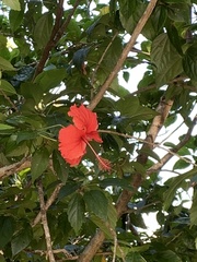 Hibiscus × archeri