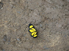 Cyllopodini