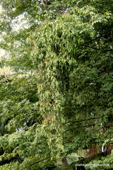 Dendrophthoe falcata amplexifolia