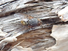 Calliphora stygia