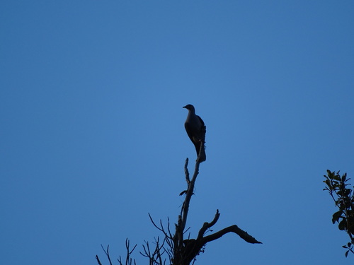 Dark-backed Imperial Pigeon (Ducula lacernulata), photo 4