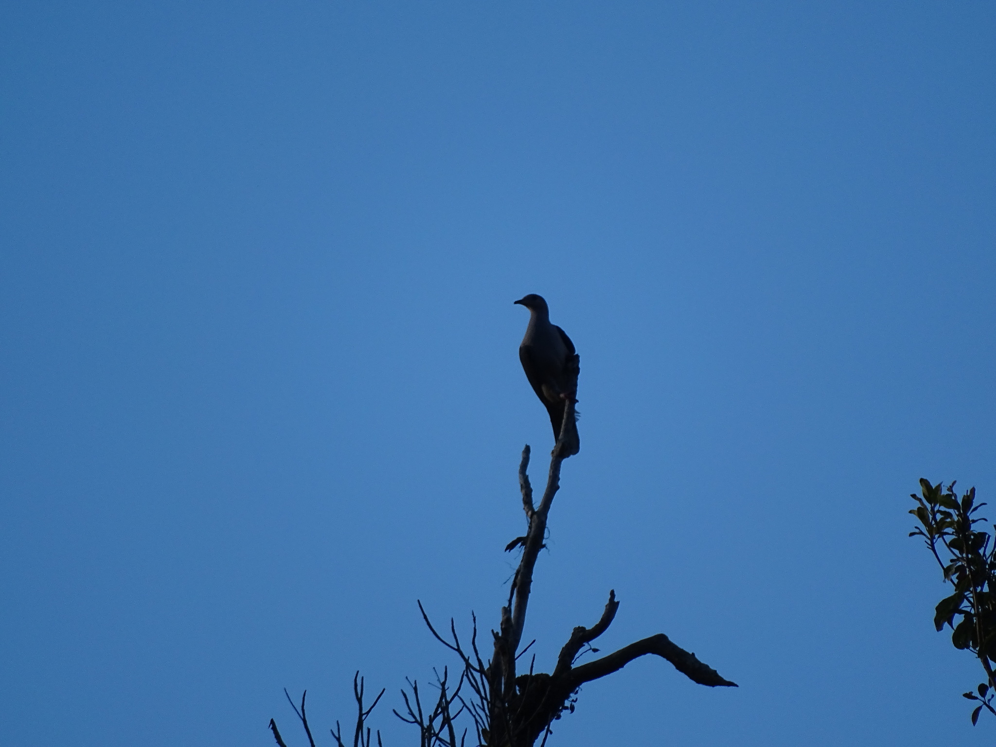 Dark-backed Imperial Pigeon (Ducula lacernulata), photo 4