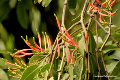 Dendrophthoe falcata amplexifolia