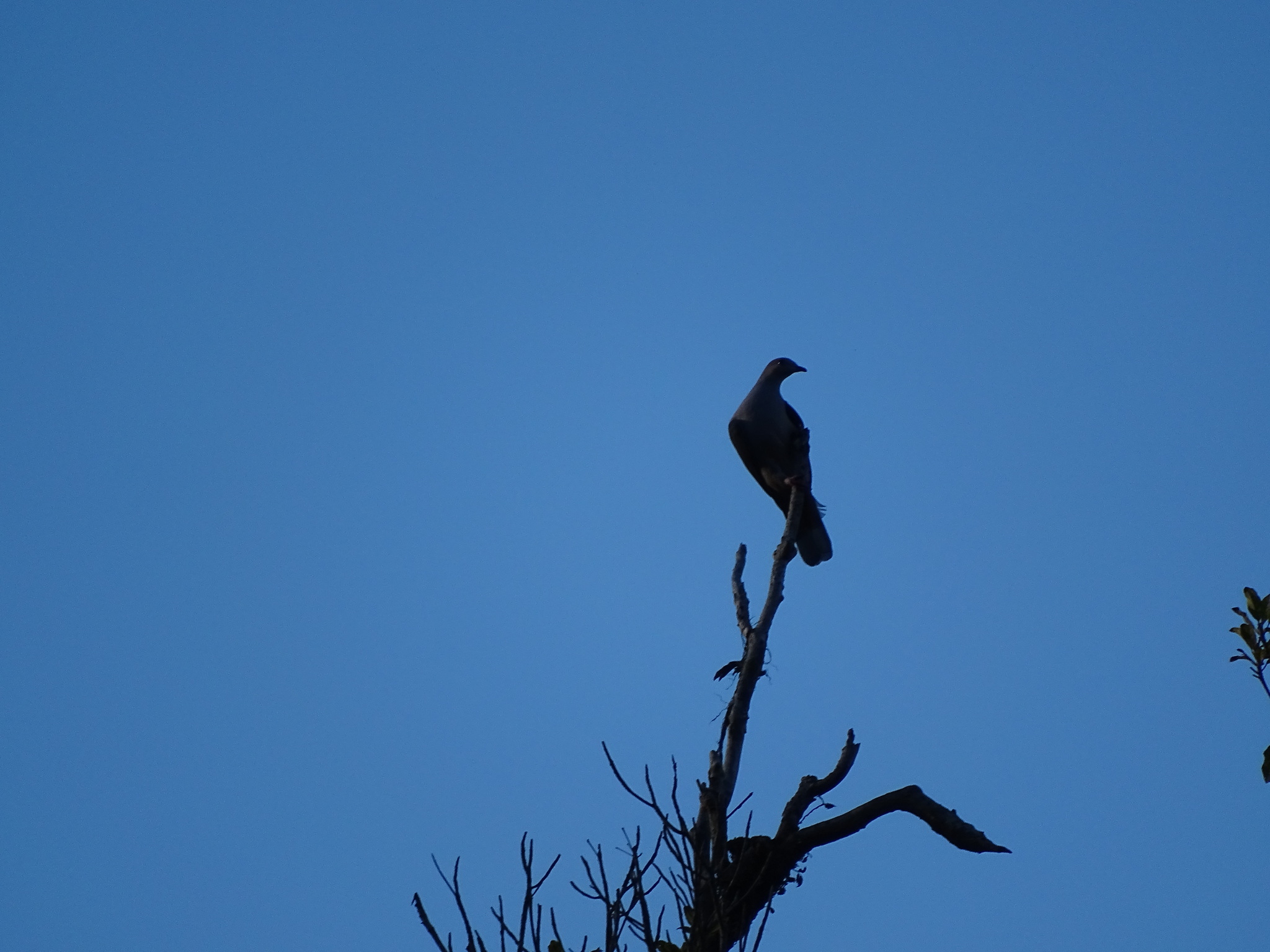 Dark-backed Imperial Pigeon (Ducula lacernulata), photo 5