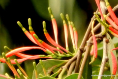 Dendrophthoe falcata amplexifolia
