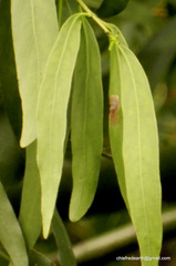 Dendrophthoe falcata amplexifolia