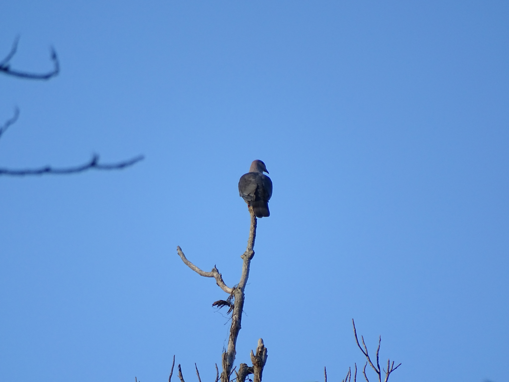 Dark-backed Imperial Pigeon (Ducula lacernulata), photo 6