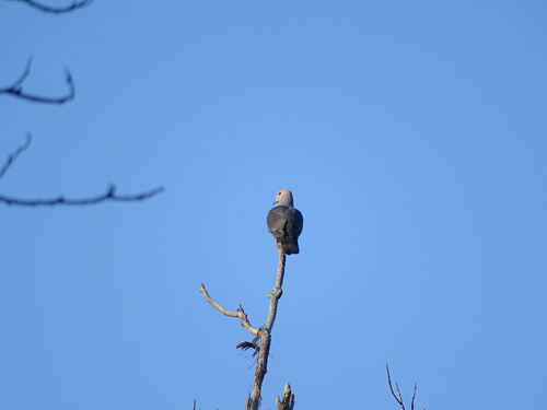 Dark-backed Imperial Pigeon (Ducula lacernulata), photo 7