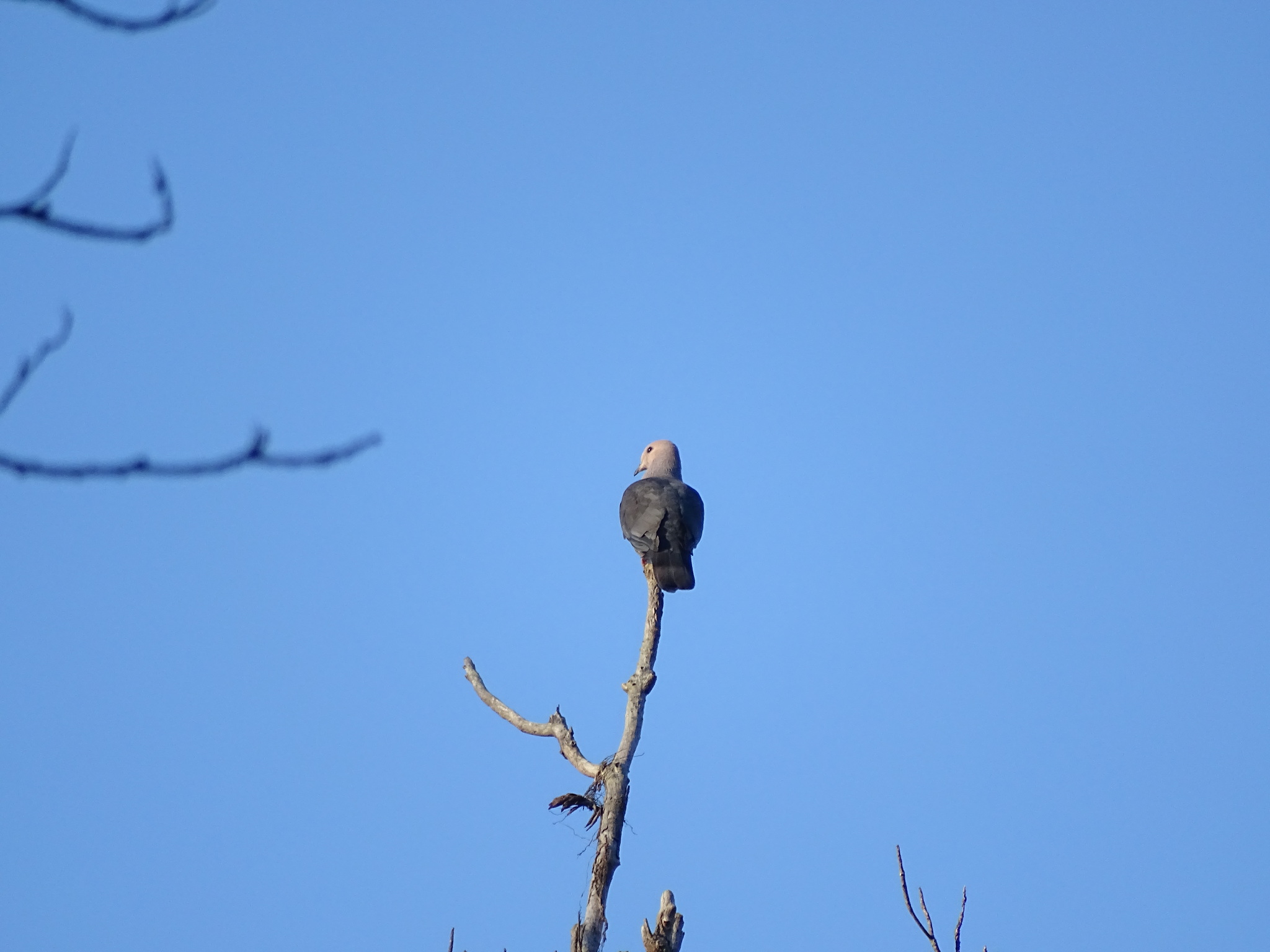 Dark-backed Imperial Pigeon (Ducula lacernulata), photo 7