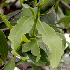 Dendrophthoe falcata amplexifolia