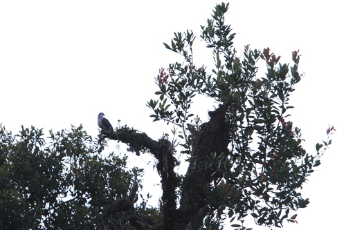 Dark-backed Imperial Pigeon (Ducula lacernulata), photo 8