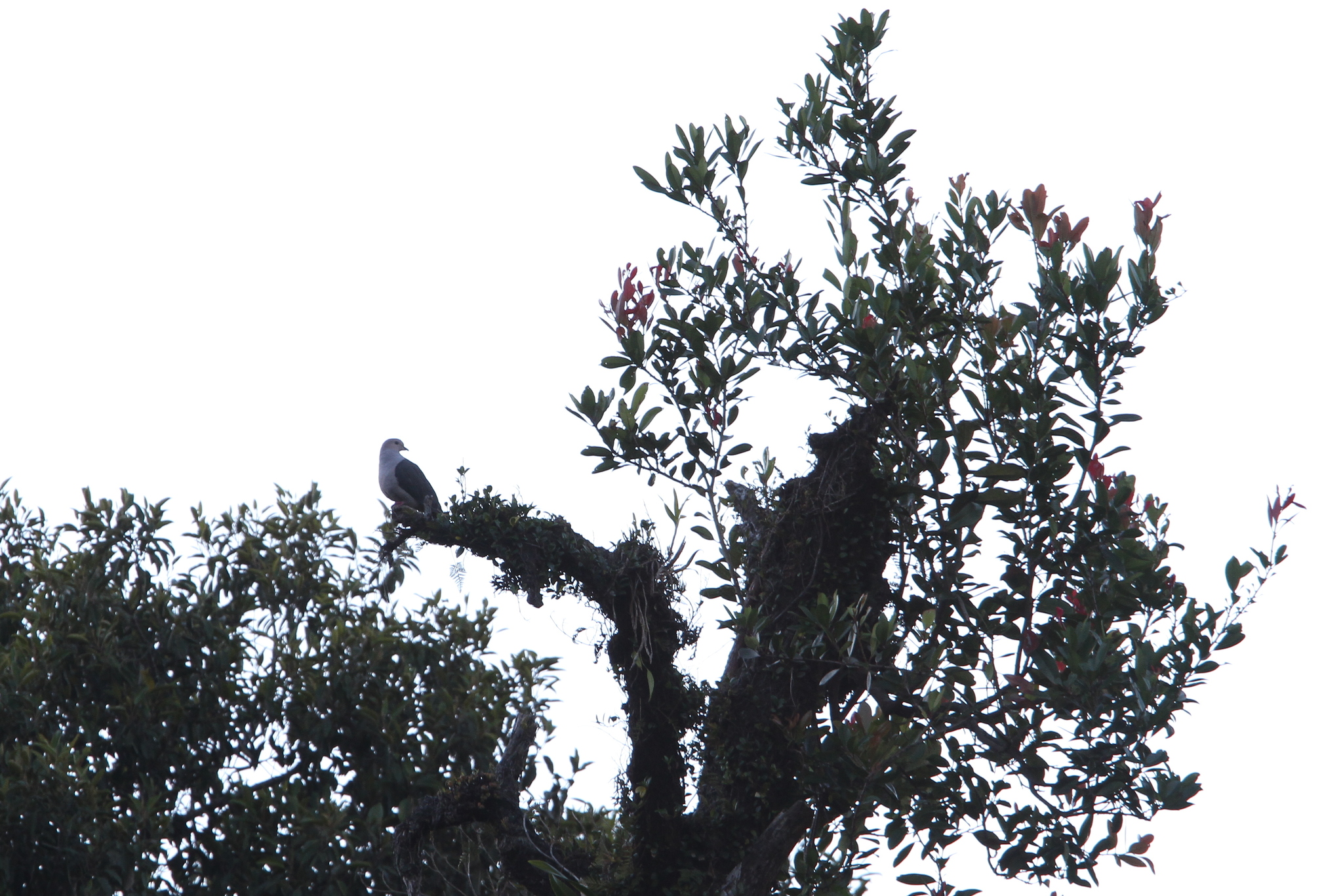Dark-backed Imperial Pigeon (Ducula lacernulata), photo 8