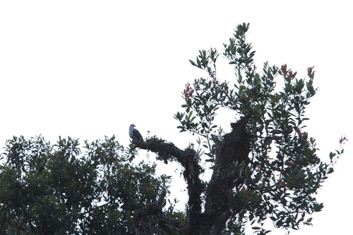 Dark-backed Imperial Pigeon (Ducula lacernulata), photo 9