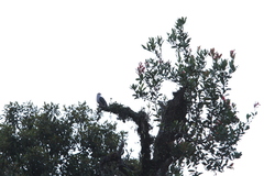 Ducula lacernulata