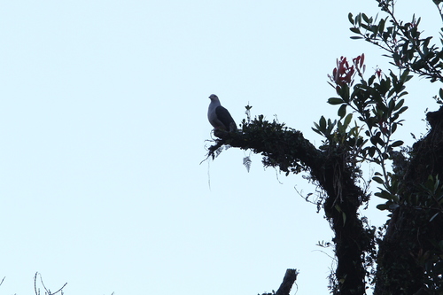 Dark-backed Imperial Pigeon (Ducula lacernulata), photo 10