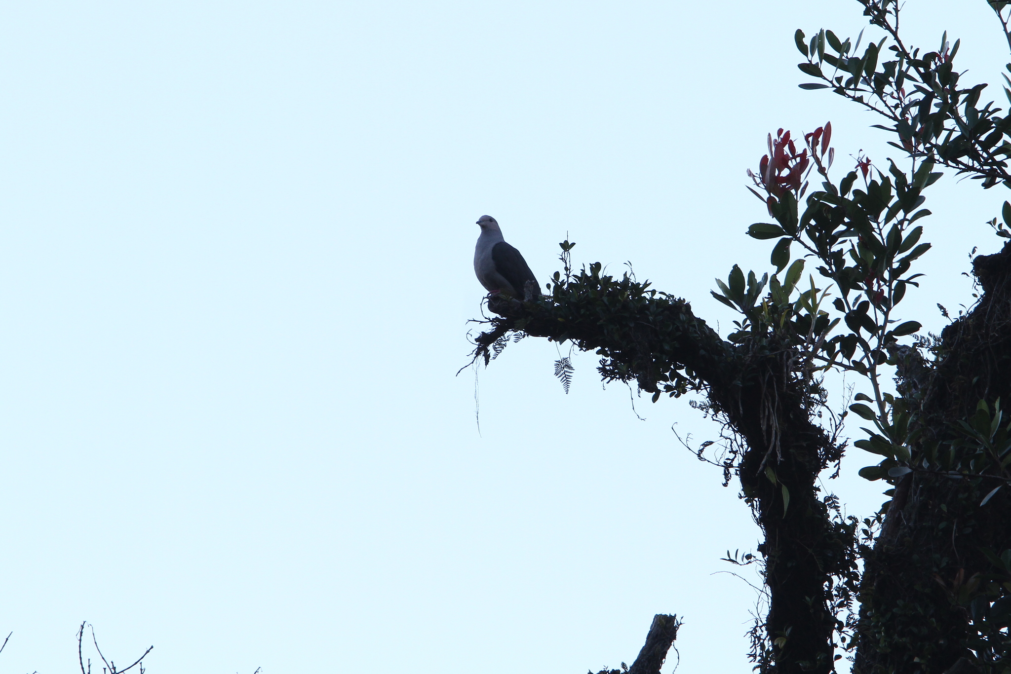 Dark-backed Imperial Pigeon (Ducula lacernulata), photo 10