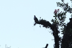 Ducula lacernulata