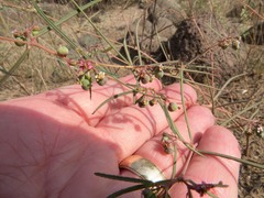 Euphorbia florida