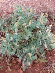 Swainsona canescens