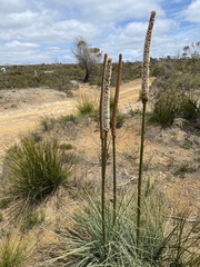 Xanthorrhoea concava
