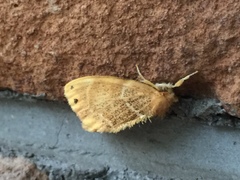 Arna pseudoconspersa