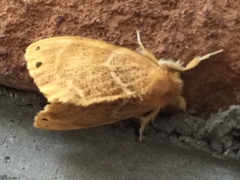 Arna pseudoconspersa