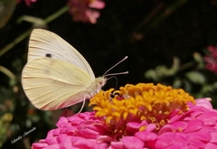 Pieris rapae rapae