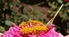 Pieris rapae rapae