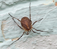 Odiellus lendlii