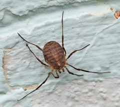 Odiellus lendlii