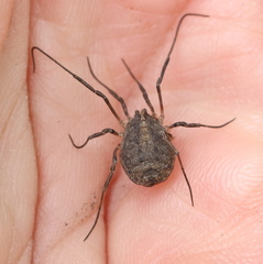 Odiellus lendlii